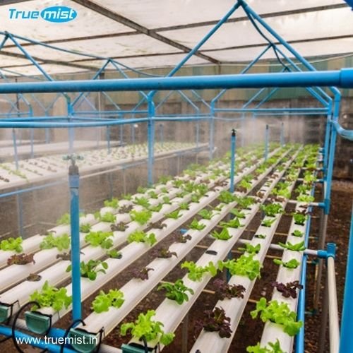 hydroponic misting system india